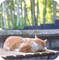猫が寝ている写真
