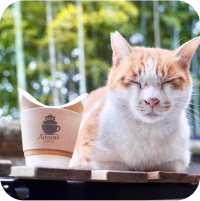 猫と飲み物の写真